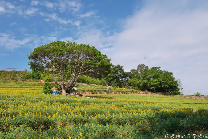 【桃園-龍潭區】2021大北坑休閒農業區魯冰花季