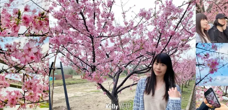 |新竹景點 頭前溪左岸河濱公園 櫻花步道超浪漫 河津櫻花好粉嫩 小孩也可以騎腳踏車散步|
