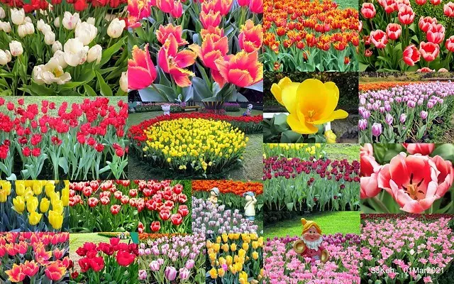 (北捷士林站附近旅遊景點)士林官邸「2021荷你相遇鬱金香展」--- 倒數3天賞花去，日本荷蘭近11萬株鬱金香等你來!