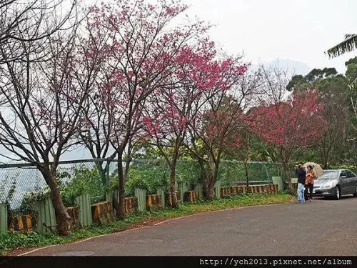 中正山賞櫻巧遇雲海圍繞觀音山