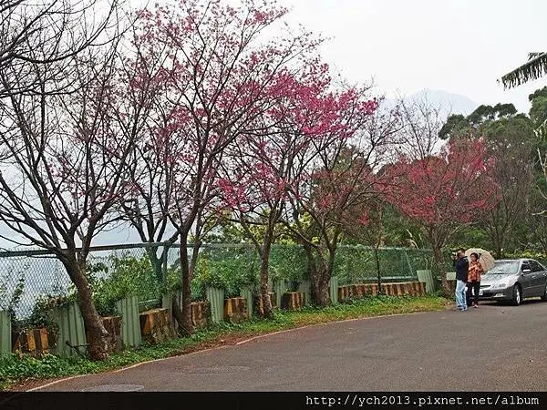 中正山賞櫻巧遇雲海圍繞觀音山