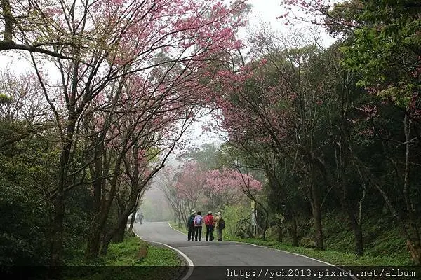 竹子湖中正山產業道路櫻花道