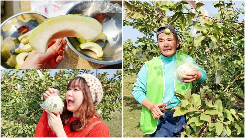 【台南景點】菜寮陳果園 100%無農藥無化肥 雞鴨同樂 採芭樂好好玩