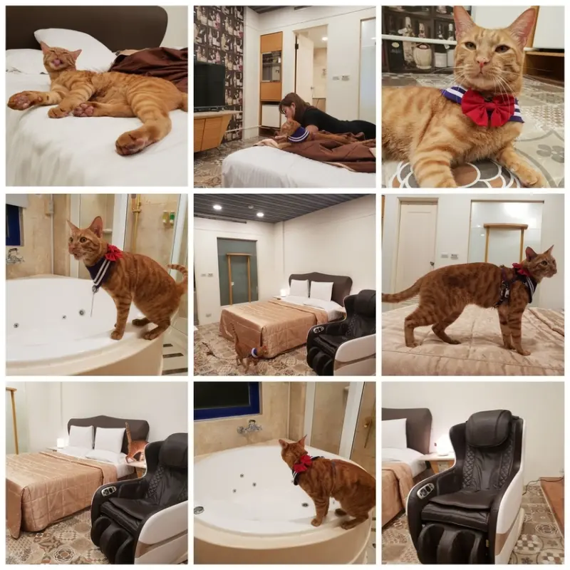 【台南.安平】允頌汽車旅館。一房一車庫。寵物友善住宿 