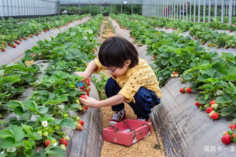 桃園青埔︳草莓學校，2021最新採草莓好去處，溫室無毒種植，七大品種任你選！