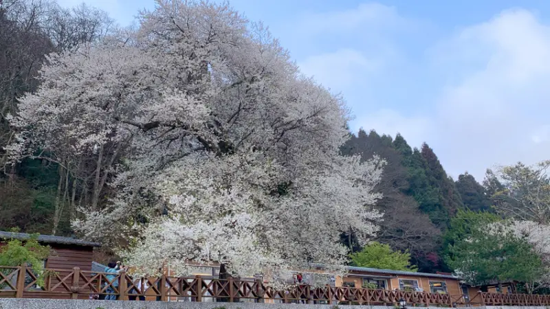 苗栗住宿｜觀霧山莊｜霧社櫻王．聖稜線一次收藏起來