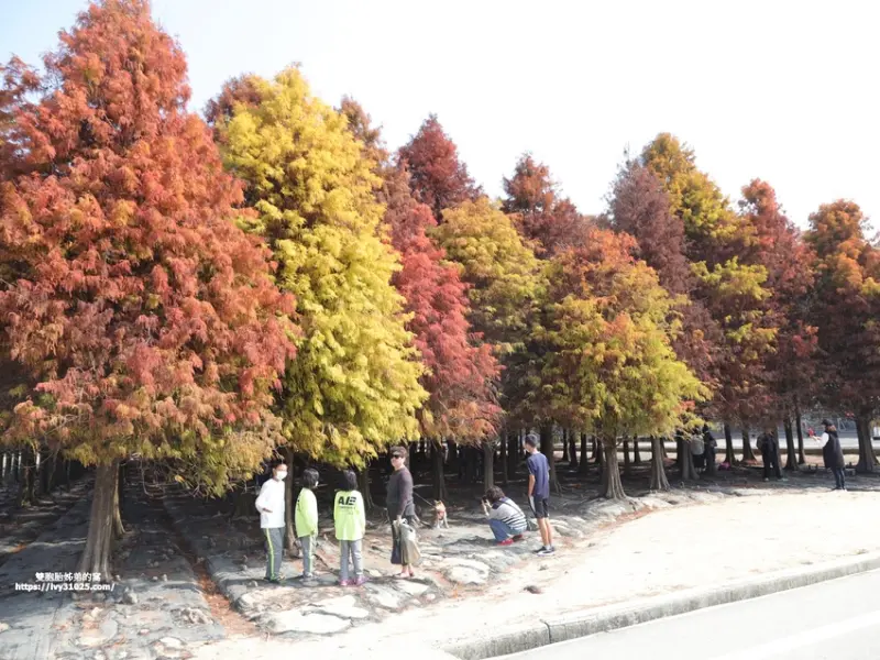 推薦台灣落羽松美景之一 – 台南六甲秘境「菁埔埤落羽松」 