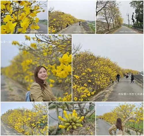 『嘉義。大林鎮陳井寮堤防』～黃花風鈴木／近距離拍攝／綿延2公里多