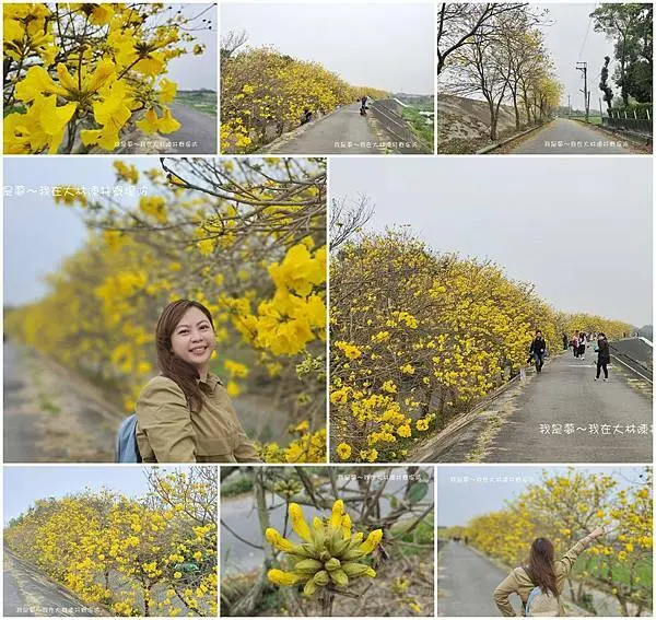 『嘉義。大林鎮陳井寮堤防』～黃花風鈴木／近距離拍攝／綿延2公里多
