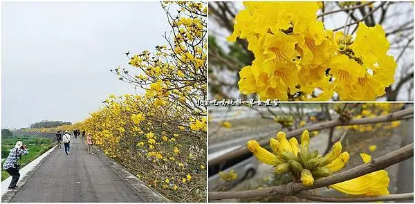 嘉義賞花景點/大林【陳井寮堤防黃花風鈴木】無車干擾超近距離與花合影/風鈴木盛開/親子景點/免費景點/停車資訊