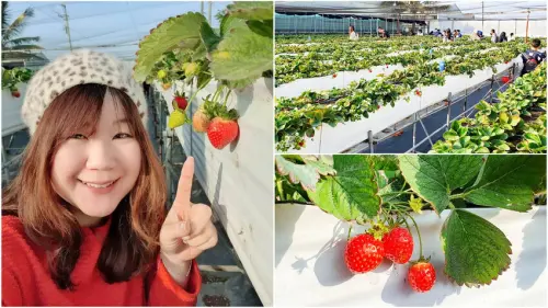 【台南採草莓】七股 莓開眼笑草莓園 吹海風的草莓又大又甜