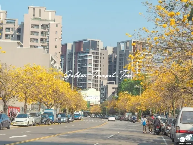 【台中◍•ᴗ•◍北屯】景點・台中太順路黃金風鈴木1公里黃金隧道｜台中北屯太順路１公里風鈴木大道｜台中太平景點｜太平泰順路黃花風鈴木花季｜2021台中太順路黃金廊道｜台中最美黃金公園廍子公園附近景點｜台