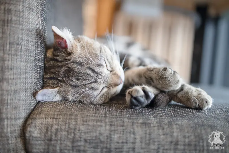 聽哥的話．太陽是我的靈魂｜台北松山民生社區食記｜店名超酷，外觀神秘的在地隱藏咖啡廳，什麼都有什麼都賣什麼都不奇怪 - 卡爾茗 C.L.M.
