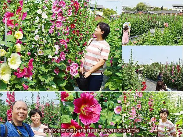 ﹝彰化縣員林遊記﹞2021員林蜀葵花季　萬株色彩繽紛艷麗如巨人之花的員林蜀葵花海，今年換地點已熱情綻放囉～　／免費參觀／員林人蜀葵市集／蜀葵花迷宮／大埔里運動公園／2021-03-20花開約3成