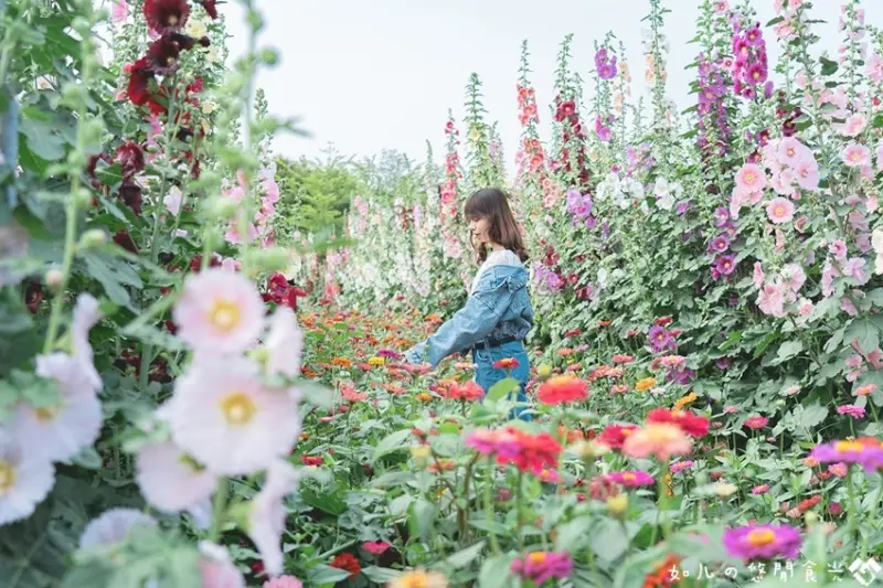 【彰化旅遊／景點】員林蜀葵花季｜萬紫千紅花海綻放，一起漫步於蜀葵花迷宮裡吧｜彰化免費景點推薦