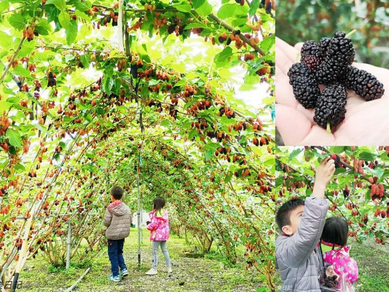 宜蘭景點｜免費入園！樹上的黑寶石！快來採桑葚、喝桑葚汁、桑葚醋教學，賞花踏青好愜意，就在【草地果園】！