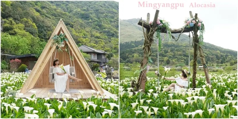 [2021陽明山最美海芋田 名陽圃休閒農莊] 海遇木屋花朵鞦韆 浪漫框住小油坑夢幻山景 - 安妮的天空