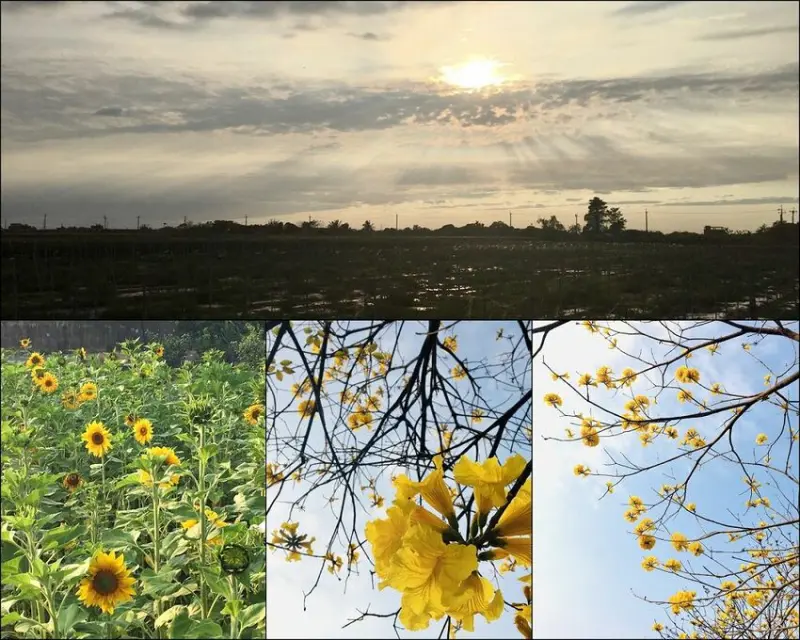2021花現東山尋寶趣/台南新營東山賞花/花況更新/新營-東山，遇見 秘密的向日葵太陽花海~跟大家分享! - 進食的巨鼠