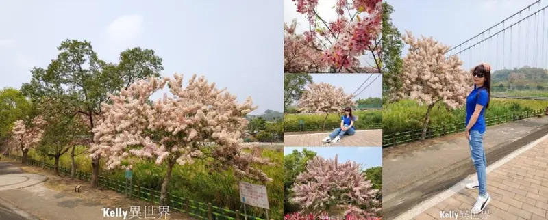 |嘉義景點 竹崎親水公園 遊走浪漫花旗木下夢幻又幸福 炸開三月櫻花超粉嫩|