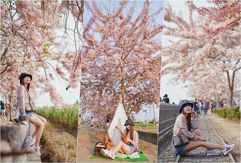 【台南西港│景點】金砂里花旗木步道。要追花旗木來這裡就夠了，多處花旗木步道爆發中，集合向日葵、波斯菊花海，還有舊鐵道可拍攝