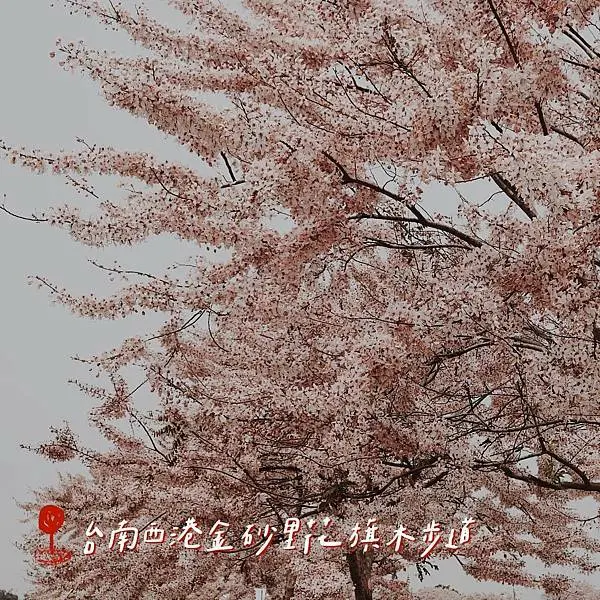 台南一日遊｜台南西港金砂里 花旗木步道