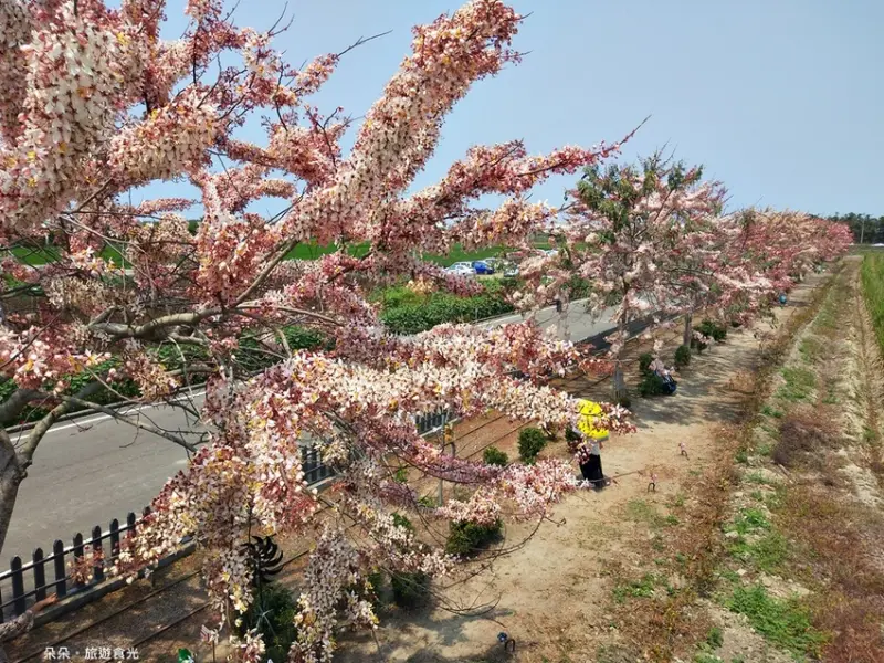 『遊@台南』 漫步粉紅色浪漫花旗木步道、波斯菊花海、芝麻迷宮、網美公車站牌-西港金砂里花旗木步道