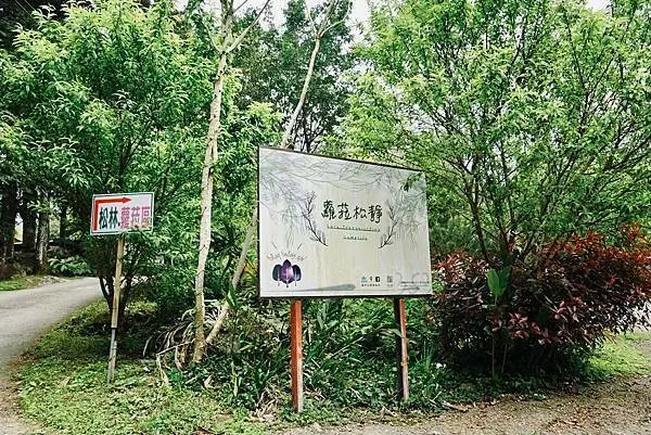 苗栗南庄 蘿菈松靜露營區 海拔720公尺🌲🏕🌲 有櫻花季的森林系營地