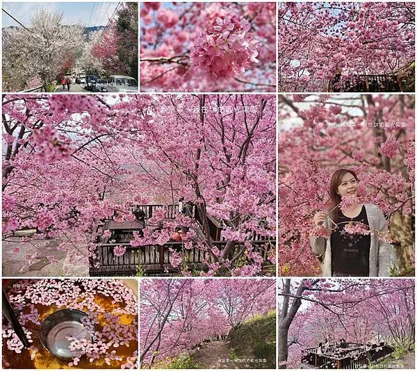 『新竹。財伯觀光果園』～免費景點／櫻花大爆開／百株櫻花林