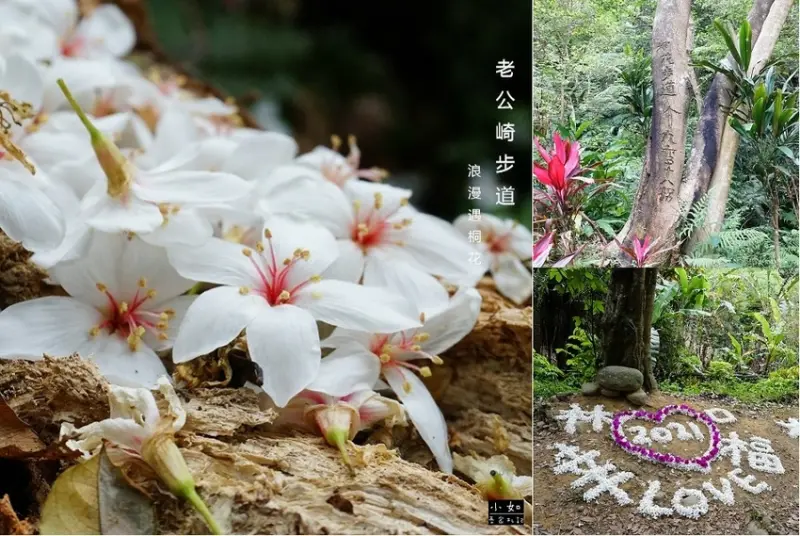 【林口步道】老公崎步道‧滿地桐花太浪漫‧超狂桐花字樣好有心‧桐花步道！