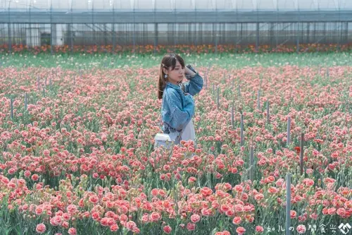 【彰化旅遊／景點】田尾董家花田｜康乃馨綻放迎接母親節，另外還有非洲菊、洋桔梗等花卉可觀賞｜彰化賞花景點推薦