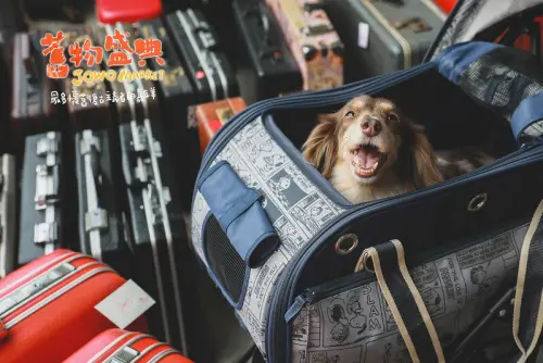 【中區/台中車站】老物控的最愛 第15回 JOWO Market 舊物盛典 （攻略介紹＋心得分享＋戰利品分享）（圖多）