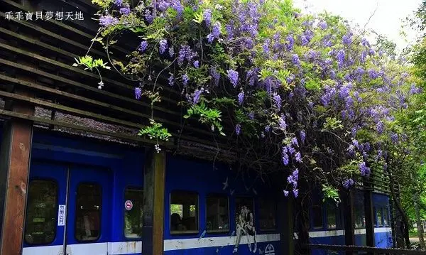 【橫山 / 賞花】合興車站 - 紫藤花季。更浪漫的愛情車站