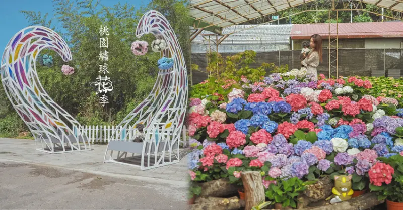 桃園繡球花季 萬株繡球花海 中興花卉農場 繡球花發源地 免費參觀 