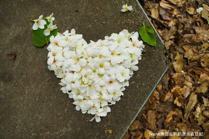 《新竹橫山內灣螢火蟲景點》東窩溪螢火蟲生態區 也是賞油桐花季的好去處 內灣站 - Nana媽四處趴趴走美食日記