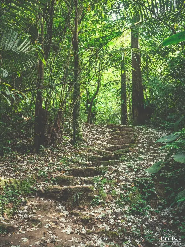▲新北賞桐花觀賞景點推薦：嶺腳寮山步道​​​​ /是艾思，不是火拳。 提供、WalkerLand窩客島整理