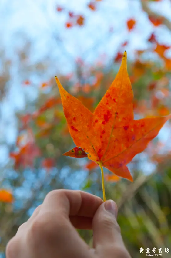 賞楓路線推薦行程，桃園拉拉山追楓去 巴陵【楓】情