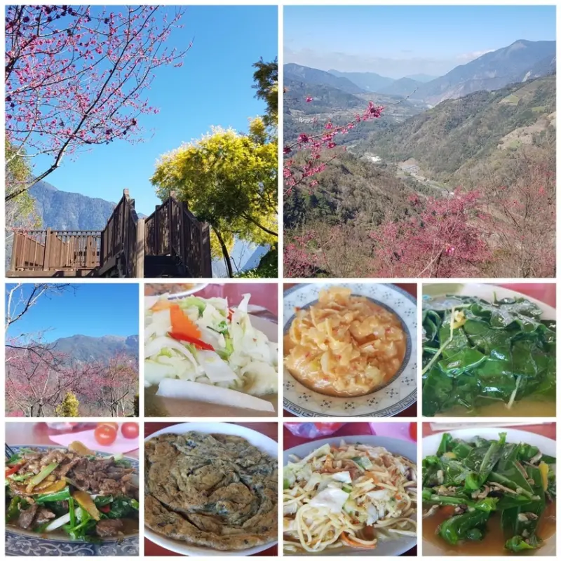 【南投.信義】望高茶園品茶用餐。季節限定美景漫步在櫻花道中