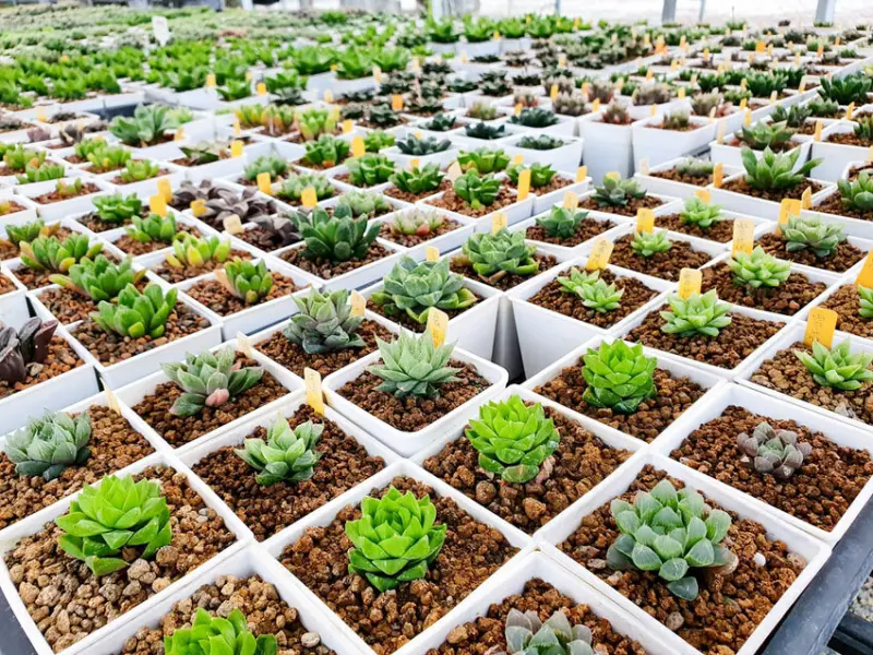 【彰化旅遊】SP多肉 田尾富農店 田尾公路花園 療癒的小肉肉時光