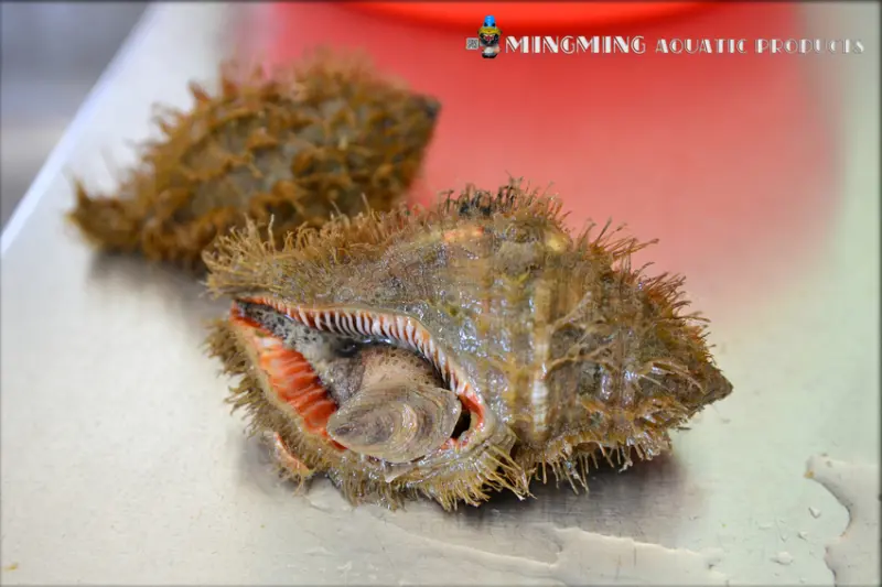 蚵螺 【明明水產】