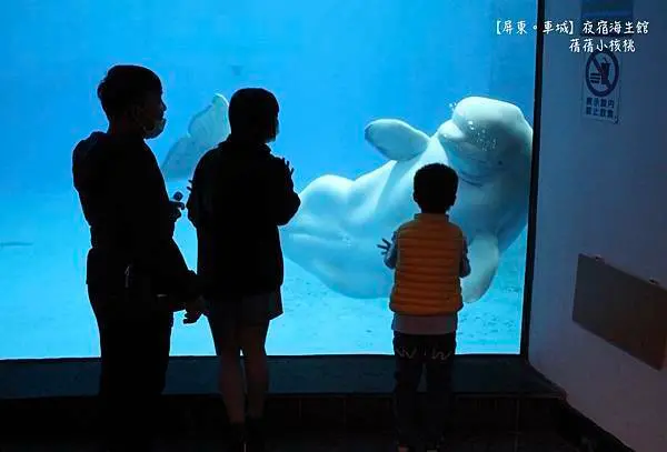【屏東親子旅遊景點】夜宿海生館（下）。早安！企鵝！今早我要獨享有別於觀光客的❮大洋池餵食秀❯，緊跟著導覽員的腳步，實地探索野外潮間帶生態，化身為小小海洋探險家！