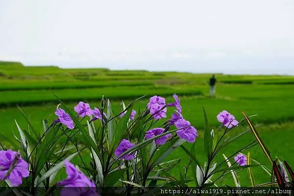【花蓮免費景點】花蓮新社梯田，花蓮IG熱門打卡景點，欣賞海天一線之美。全台最大的階梯式梯田。在美麗東海岸，曖曖內含光。