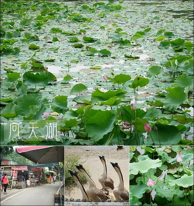 【苗栗景點】向天湖，賽夏族部落所在地"矮靈祭"的祭場，景色優美，戶外踏青休閒森呼吸漫遊的好地方，更富予當地部落的神秘色彩與傳說。苗栗旅遊 帶著寵物去旅行