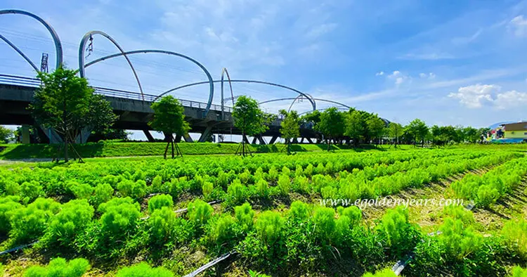 宜蘭冬山河舊河道碼頭打造「抹茶小丸子」，免飛日韓3000株日本波波草成片碧波蕩漾長胖中！
