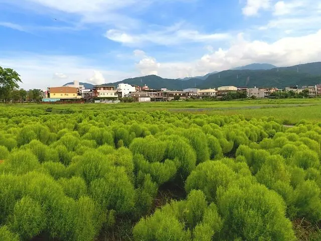 冬山車站小旅行~~宜蘭最新打卡點．超療癒的波波草令人忘卻煩憂．裝置藝術也很好拍