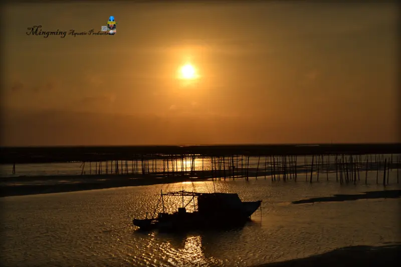 東石漁人碼頭 海鮮