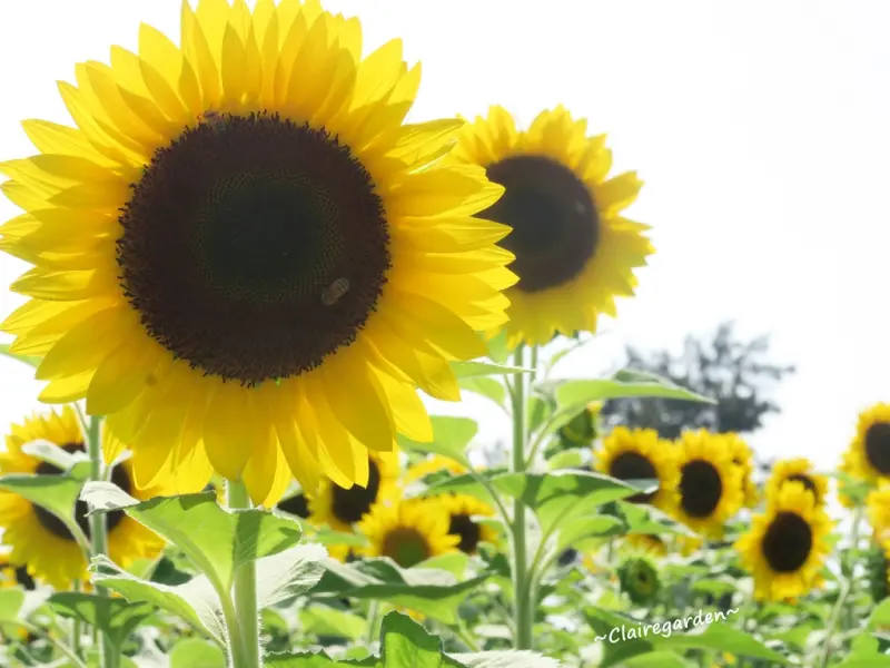 桃園 觀音 向陽農場~免費景點。向日葵、七彩金魚草、麥稈菊美麗花海