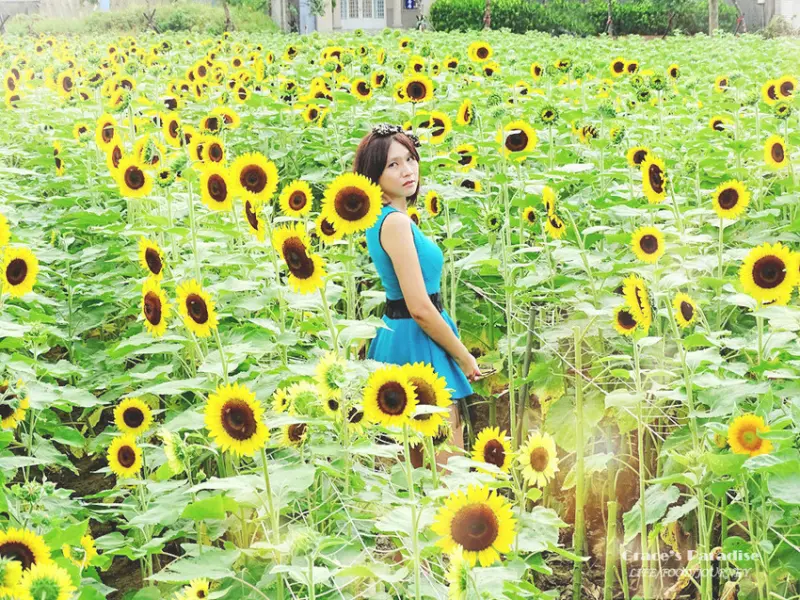 【桃園觀音景點】向陽農場-向日葵季一片花海好好拍！免費入場～IG打卡美拍景點。