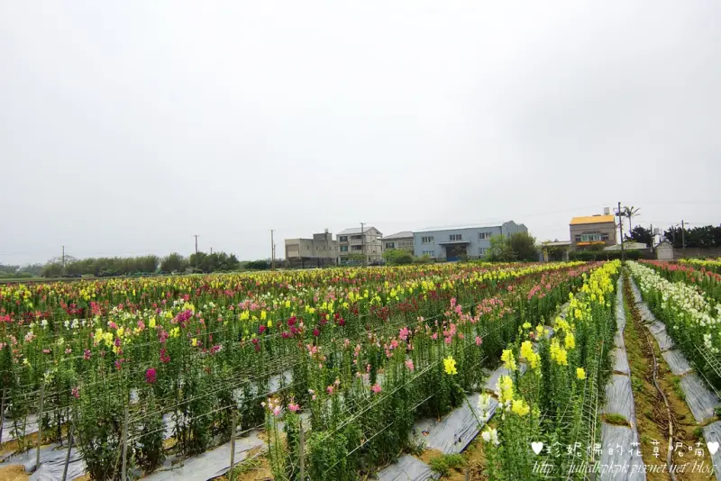 【桃園-觀音區】向陽農場親子同遊免門票景點，農場內目前有大片七彩金魚草與紫色薰衣草花田可以欣賞