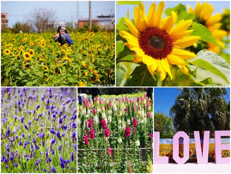 【桃園-觀音區】「向陽農場親子賞花」薰衣草、金魚草及向日葵花田盛開中