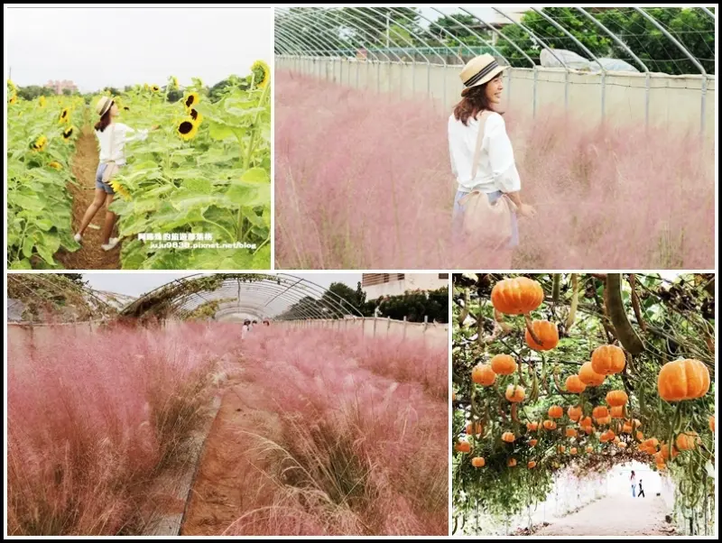 桃園觀音。向陽農場粉紅浪漫小清新粉黛亂子草｜向日葵花海｜桃園觀音萬聖南瓜節南瓜隧道